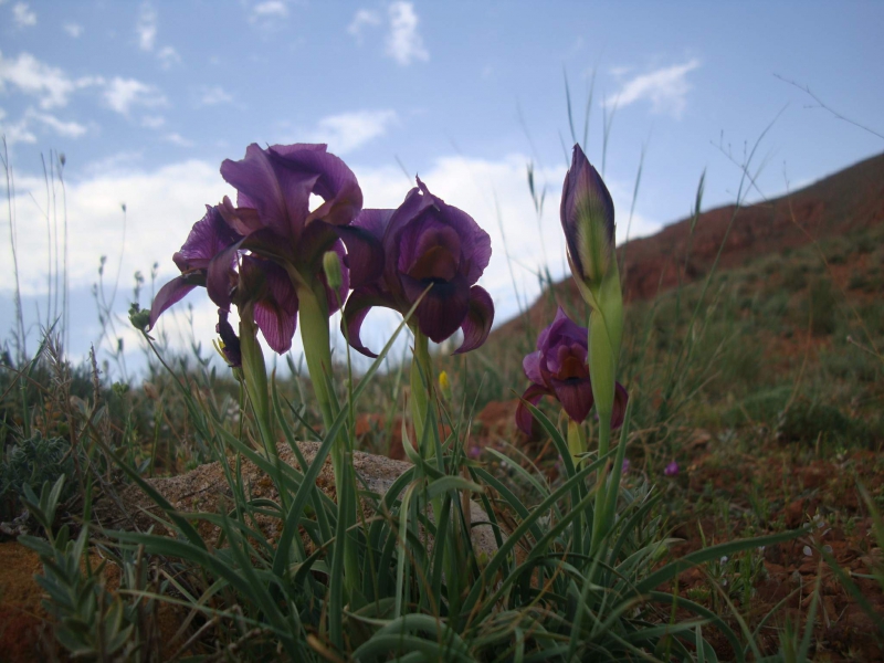 زنبق عینالی